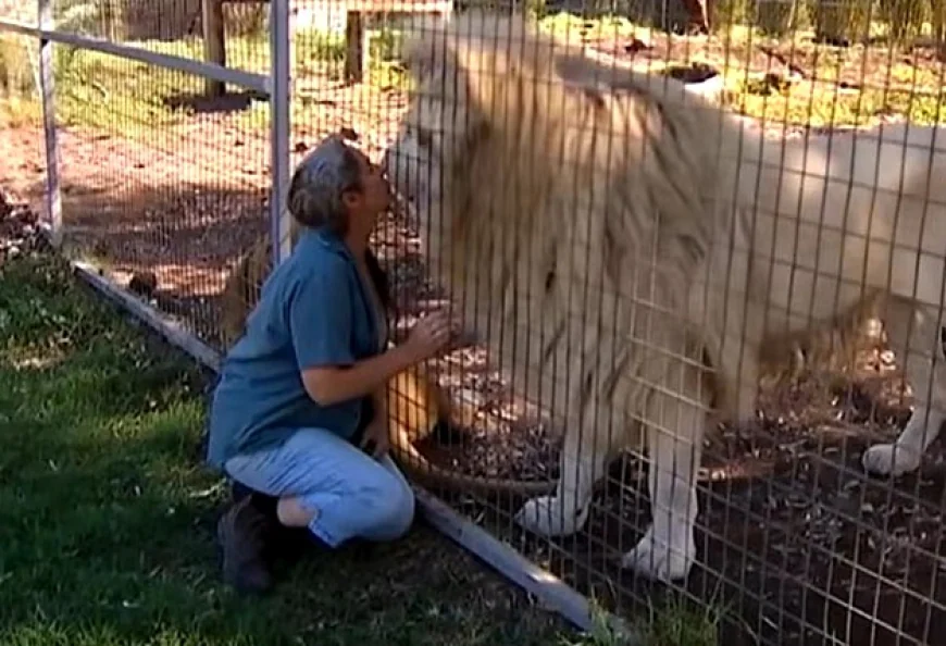Woman loses her arm after being attacked by a lion at Darling Downs Zoo